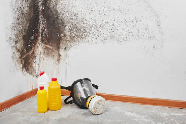 Best Home Mold Removal  in Kelseyville, CA