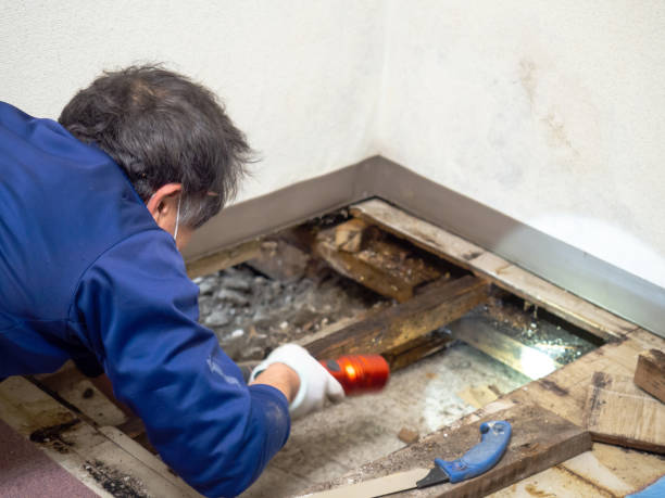 Best Attic Mold Removal  in Kelseyville, CA