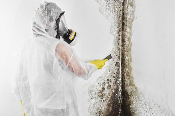 Best Emergency Mold Removal  in Kelseyville, CA