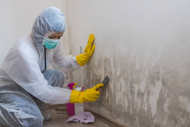 Certified Mold Removal in Kelseyville, CA
