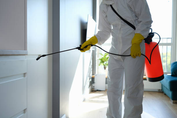 Best Same-Day Mold Removal  in Kelseyville, CA