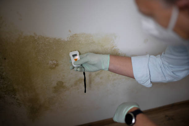 Attic Mold Removal in Kelseyville, CA