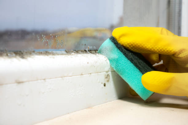 Best Crawl Space Mold Removal  in Kelseyville, CA