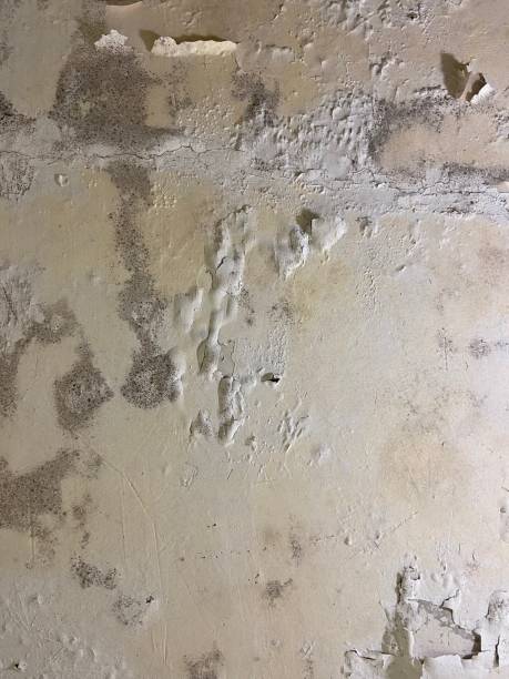 Best Professional Mold Removal  in Kelseyville, CA