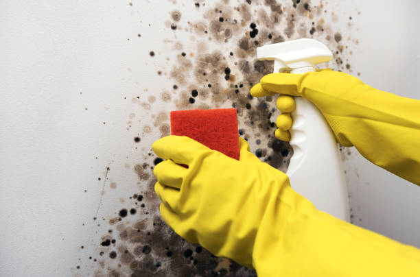 Kelseyville, CA Mold Removal Company