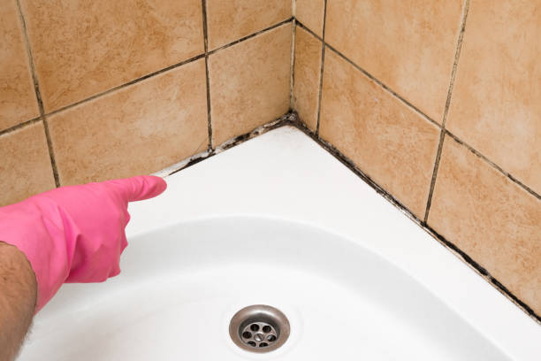 Best Affordable Mold Removal  in Kelseyville, CA